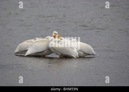 American White Pelican in Yellowstone National Park Stock Photo