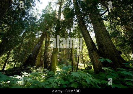 A stand of old growth western red cedars. Stock Photo