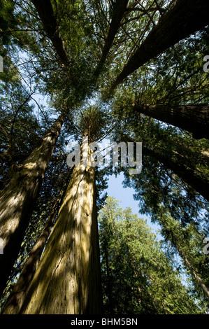 Looking up at a stand of old growth western red cedars. Stock Photo