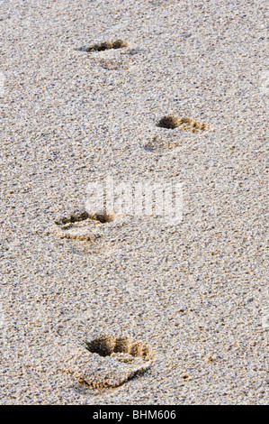 Macushi man footprints on sandy shore of the Essequibo River Iwokrama Rainforest Guiana Shield Guyana South America October Stock Photo