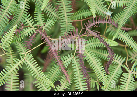 Forking fern (Dicranopteris linearis) Iwokrama Rainforest Guiana Shield Guyana South America October Stock Photo