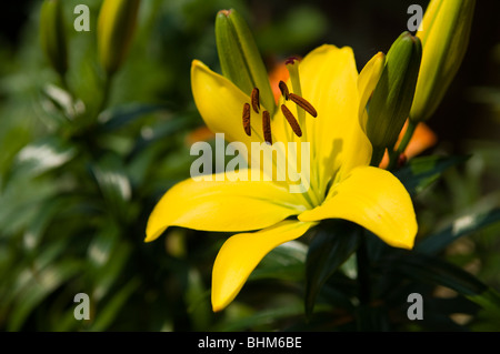 Close up of a lily (Lilum) showing the stigma, filament, style, stamen ...