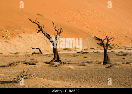Dead trees in dry mud pan, Hidden Vlei, Sesriem, Namibia desert. Red dunes. Drought ground patterns. Stock Photo