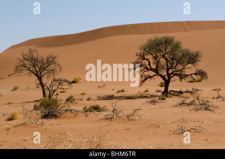 Camel Thorn Tree, Acacia erioloba, Hidden Vlei, Sesriem, Namibia desert. Red dunes. Stock Photo