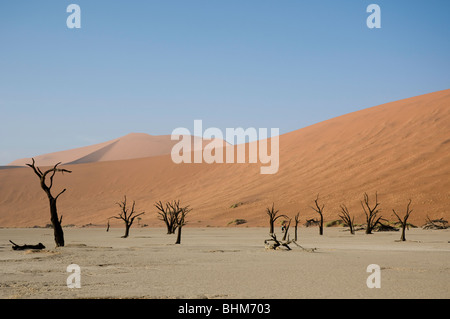 Dead trees in dry mud pan, Dead Vlei, Sesriem, Namibia desert. Red dunes. Drought ground patterns. Stock Photo