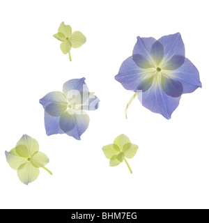 Scan of blue and green Hydrangea flower petals. Cut-out isolated on white background. cut out cutout Stock Photo