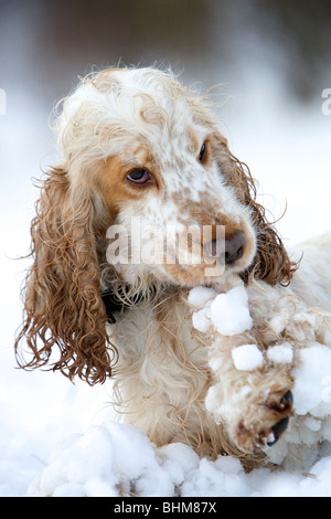 A 2 year old Orange Roan Cocker Spaniel pulls 'snow balls' from it's fur after a walk in the snow. Stock Photo