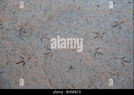 Egret footprints in the mud in India Stock Photo