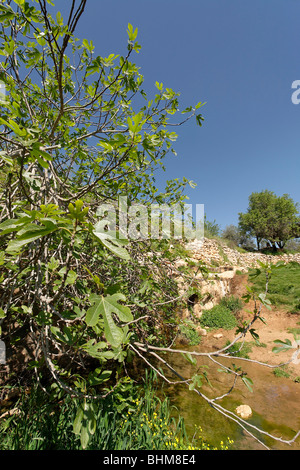 Israel, Jerusalem Mountains. A fig tree by Ein Tzuba (Tzuba spring) at the foothill of Mount Tzuba Stock Photo