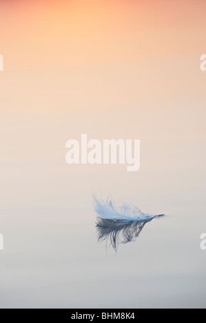 White bird feather floating on still water at sunrise in India Stock Photo
