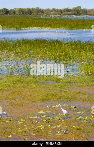 Great Egrets (Ardea alba) at Mamukala Wetlands in Kakadu National Park, Northern Territory, Australia Stock Photo