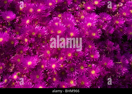 Michaelmas Daisy (Aster amellus Veilchenkonigin syn 'Violet Queen) Stock Photo