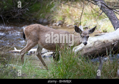 Roe deer, Lassen Volcanic National Park in California, USA Stock Photo