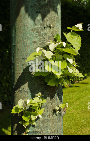 Young fresh leaves sprouting on trunk of a lime tree in June Stock Photo