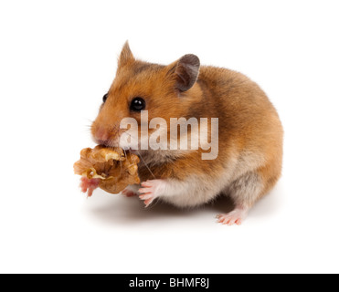 Goldhamster (Mesocricetus auratus) in studio against a white background. Stock Photo
