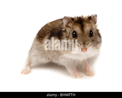 Winter White Russian Dwarf Hamster in studio against a white background. Stock Photo