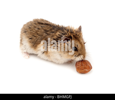 Winter White Russian Dwarf Hamster in studio against a white background. Stock Photo