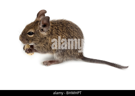 Common Degu, or Brush-Tailed Rat (Octodon degus) in studio against a white background. Stock Photo