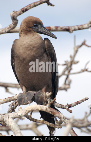Immature Blue Footed Booby ( sula nebouxii ) in the Galapagos Islands Stock Photo