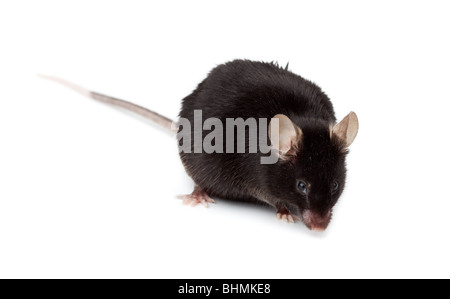 Fancy Black Mouse in studio against a white background. Stock Photo