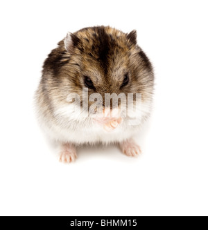 Winter White Russian Dwarf Hamster in studio against a white background. Stock Photo