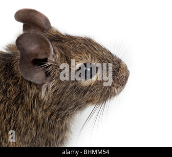 Common Degu, or Brush-Tailed Rat (Octodon degus) in studio against a white background. Stock Photo