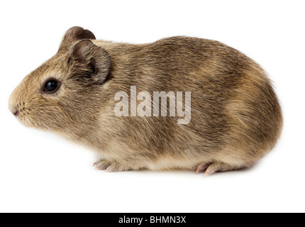 Guinea pig in studio against a white background.