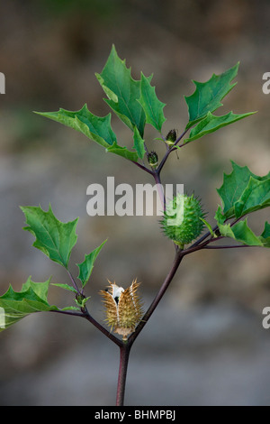 Thorn Apple / Jimson Weed / Datura (Datura stramonium) open spiny capsule Stock Photo