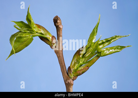 Carolina Poplar (Populus canadensis) showing buds and leaves emerging, Belgium Stock Photo