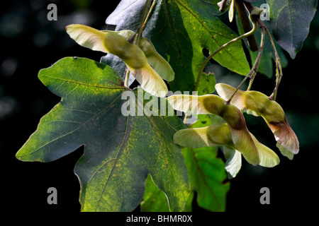 Field Maple / Hedge Maple (Acer campestre) with fruit, Belgium Stock Photo