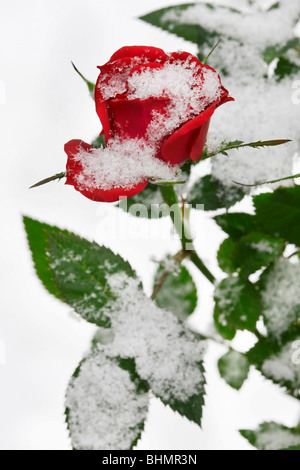 Red roses in the snow in winter, Belgium Stock Photo