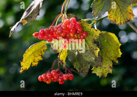 Guelder Rose / Water Elder / Cramp Bark / Snowbell Tree (Viburnum opulus) close up of red berries Stock Photo
