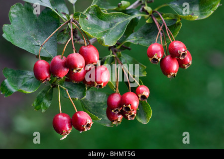 Common Hawthorn (Crataegus monogyna) showing leaves and red berries, Belgium Stock Photo