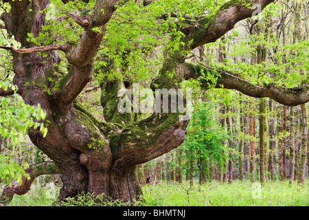 Ancient oak tree growing in Savernake Forest in springtime, Marlborough, Wiltshire, England. Spring (May) 2009 Stock Photo