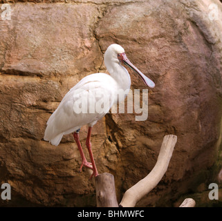 WHITE AFRICAN SPOONBILL BIRD ON A BRANCH AT THE ZOO Stock Photo