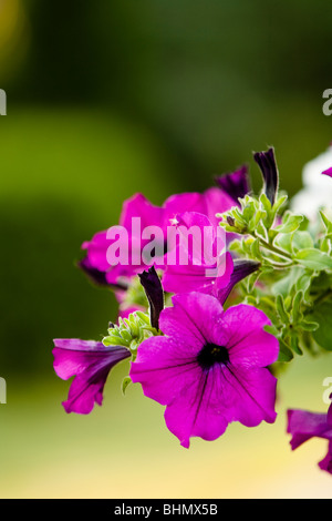 purple petunia flower Stock Photo