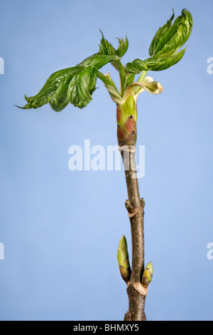 Sycamore Maple (Acer pseudoplatanus) bud with new leaves