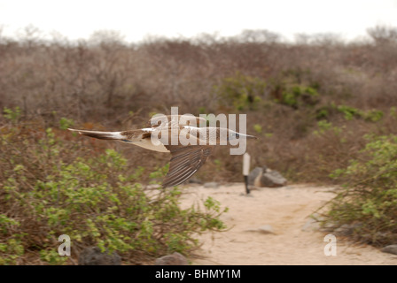 Blue Footed Booby in flight with wings outstretched and feet tucked in. Stock Photo