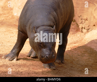 Pygmy Baby Zoo Hippo Stock Photo