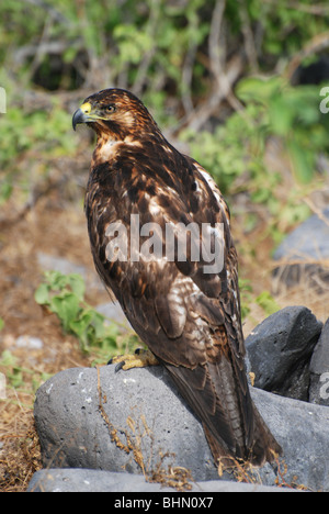 The Galapagos Hawk ( Buteo Galapagoensis ) Stock Photo