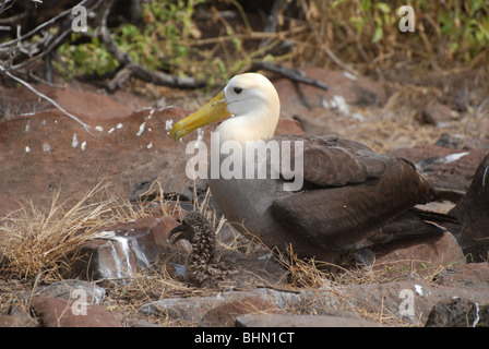 Waved Albatross ( Phoebastria irrorata ) with chick on Isla Espanola of the Galapagos Islands in the Pacific Ocean Stock Photo