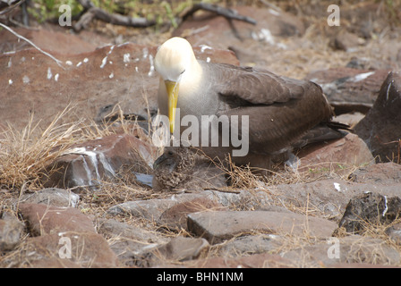 Waved Albatross ( Phoebastria irrorata ) with young on Isla Espanola of the Galapagos Islands in the Pacific Ocean Stock Photo