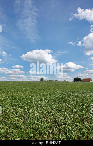 Field and barn with expanse of puffy clouds and blue sky on a midwestern farm Stock Photo