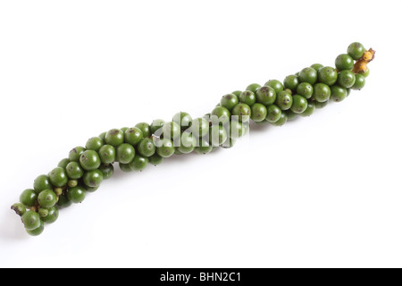 A drupe of green peppercorns from the vine, over white with a light shadow. Stock Photo