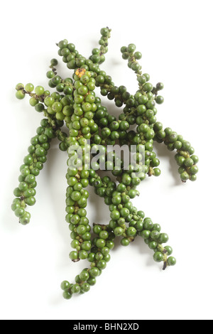 A drupe of green peppercorns from the vine, over white with a light shadow. Stock Photo