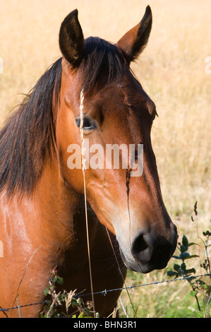 Pony in southern Tasmania, Australia Stock Photo