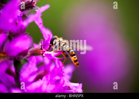 Hover fly on flower Stock Photo