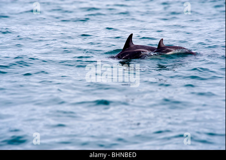 Dusky Dolphins, Kaikoura, South Island, New Zealand Stock Photo