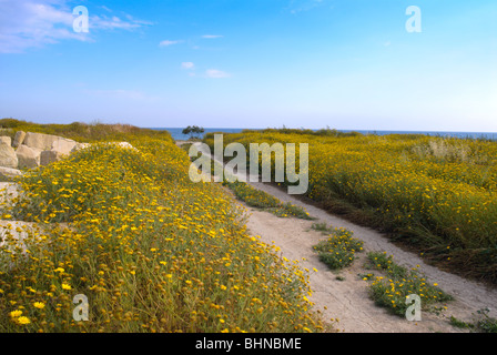 Beautiful Nature of Cyprus, Limassol. Stock Photo