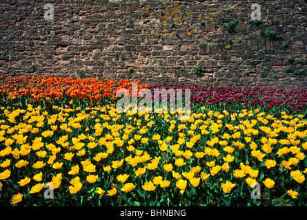 Tulip flowerbeds and Vauban ramparts,  Parc de la Citadelle, citadel park, Strasbourg, Alsace, France Stock Photo